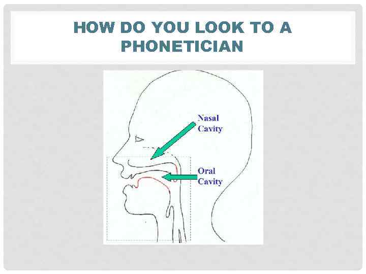 HOW DO YOU LOOK TO A PHONETICIAN 