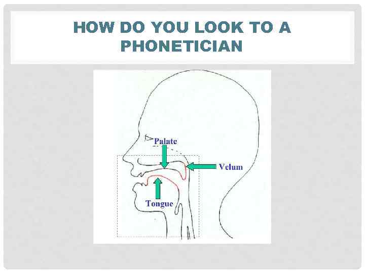 HOW DO YOU LOOK TO A PHONETICIAN 