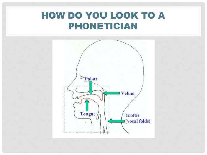 HOW DO YOU LOOK TO A PHONETICIAN 