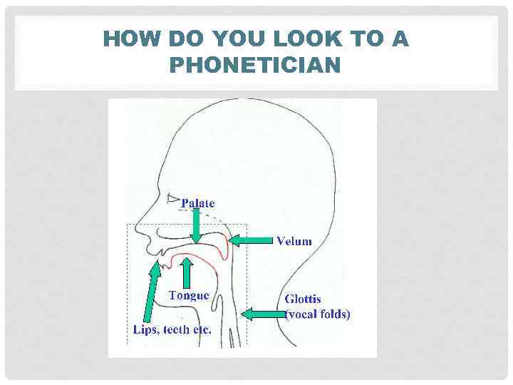 HOW DO YOU LOOK TO A PHONETICIAN 