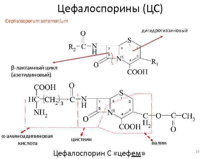 Цефалоспорины (ЦС) Сephalosporum acremonium дигидротиазиновый β-лактамный цикл (азетидиновый) α-аминоадипиновая кислота цистеин Цефалоспорин С «цефем»