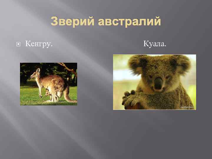 Зверий австралий Кенгру. Куала. 