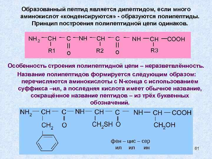 Образованный пептид является дипептидом, если много аминокислот «конденсируются» - образуются полипептиды. Принцип построения полипептидной