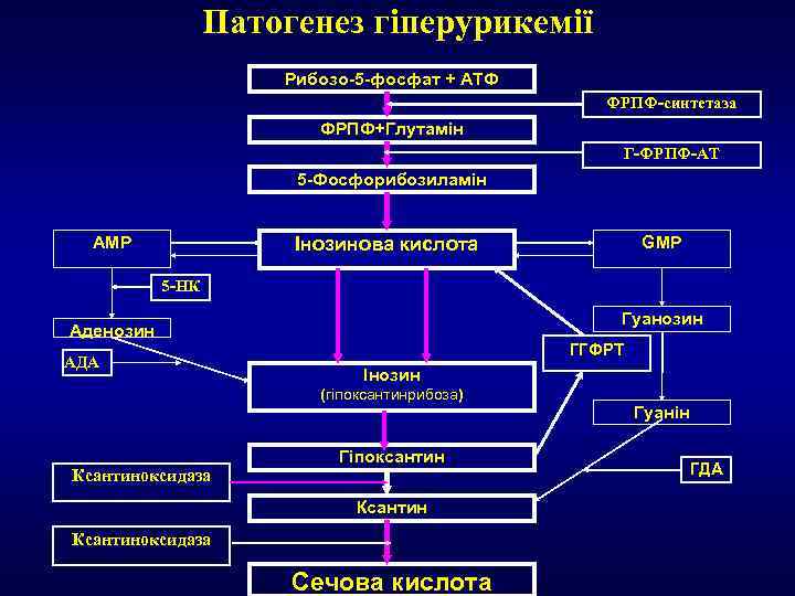 Патогенез гіперурикемії Рибозо-5 -фосфат + АТФ ФРПФ-синтетаза ФРПФ+Глутамін Г-ФРПФ-АТ 5 -Фосфорибозиламін AMP GMP Інозинова