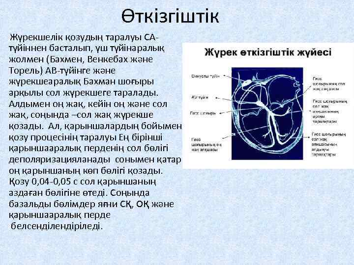 Өткізгіштік Жүрекшелік қозудың таралуы САтүйіннен басталып, үш түйінаралық жолмен (Бахмен, Венкебах және Торель) АВ-түйінге