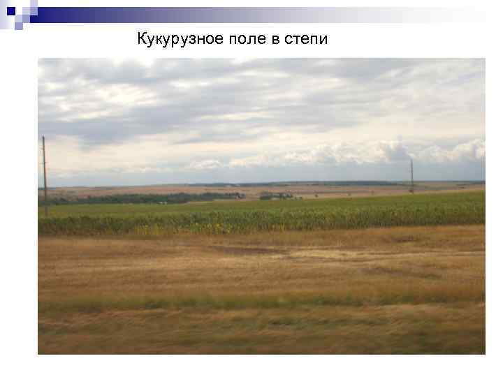 Кукурузное поле в степи 
