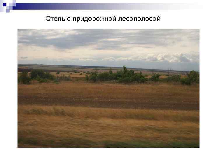 Степь с придорожной лесополосой 
