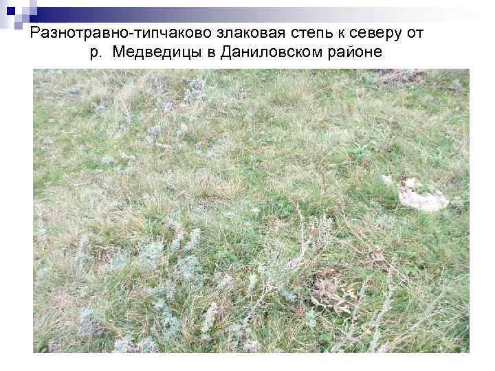 Разнотравно-типчаково злаковая степь к северу от р. Медведицы в Даниловском районе 