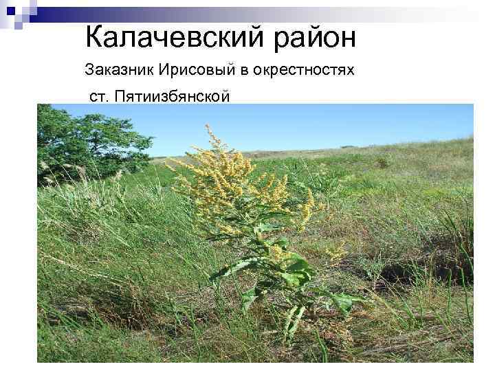 Калачевский район Заказник Ирисовый в окрестностях ст. Пятиизбянской 
