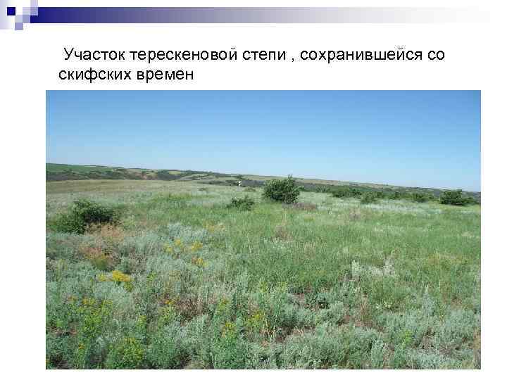 Участок терескеновой степи , сохранившейся со скифских времен 