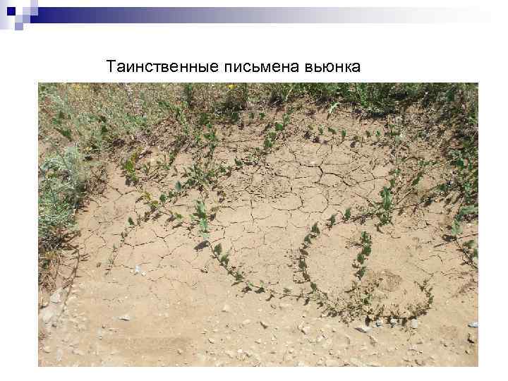 Таинственные письмена вьюнка 