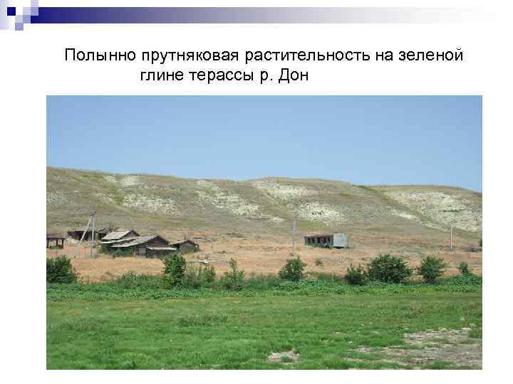 Полынно прутняковая растительность на зеленой глине терассы р. Дон 