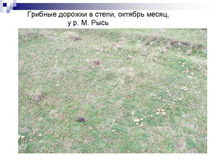 Грибные дорожки в степи, октябрь месяц, у р. М. Рысь 