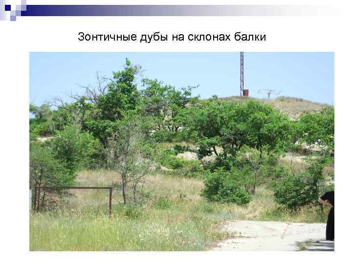 Зонтичные дубы на склонах балки 