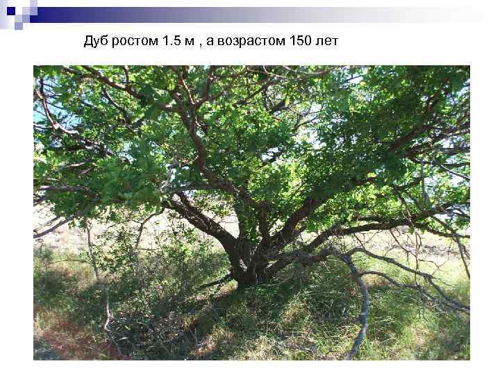 Дуб ростом 1. 5 м , а возрастом 150 лет 