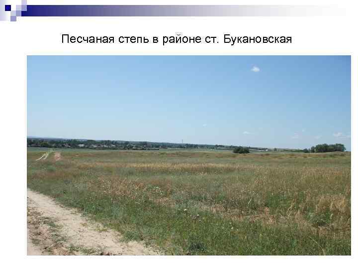 Песчаная степь в районе ст. Букановская 