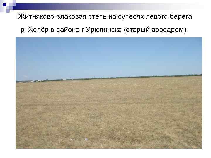 Житняково-злаковая степь на супесях левого берега р. Хопёр в районе г. Урюпинска (старый аэродром)