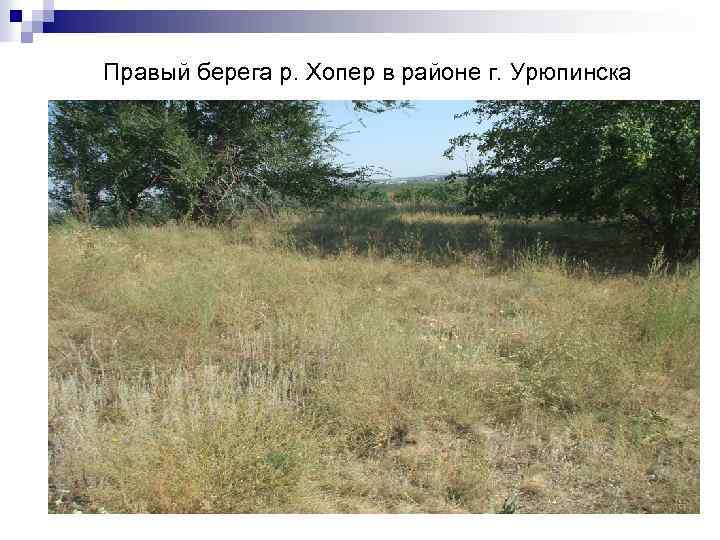 Правый берега р. Хопер в районе г. Урюпинска 