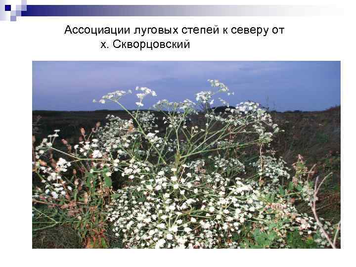 Ассоциации луговых степей к северу от х. Скворцовский 