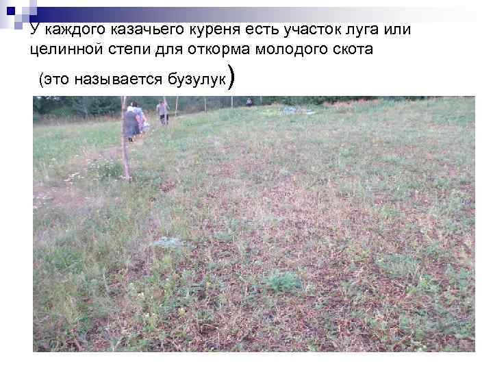 У каждого казачьего куреня есть участок луга или целинной степи для откорма молодого скота