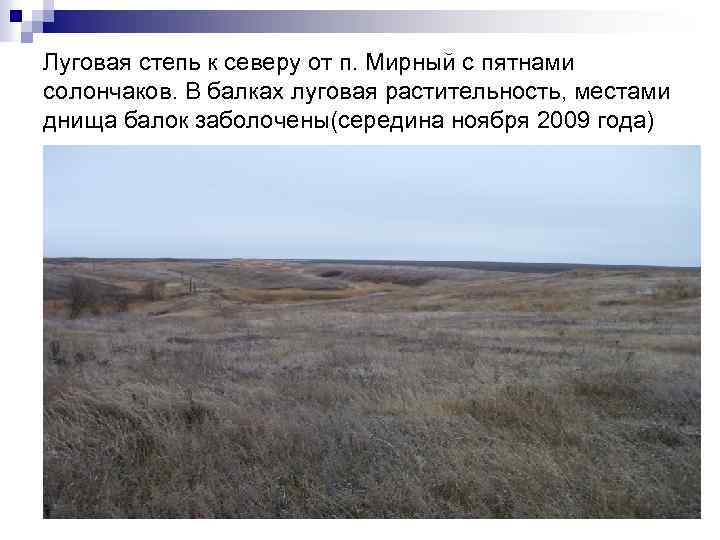 Луговая степь к северу от п. Мирный с пятнами солончаков. В балках луговая растительность,