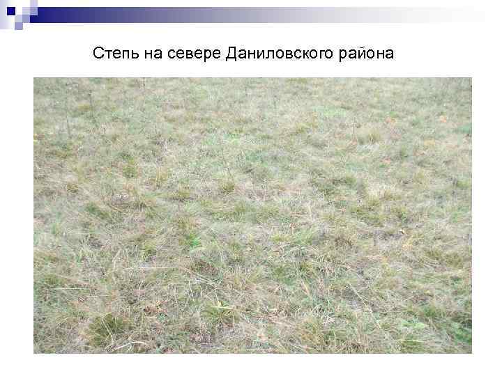 Степь на севере Даниловского района 