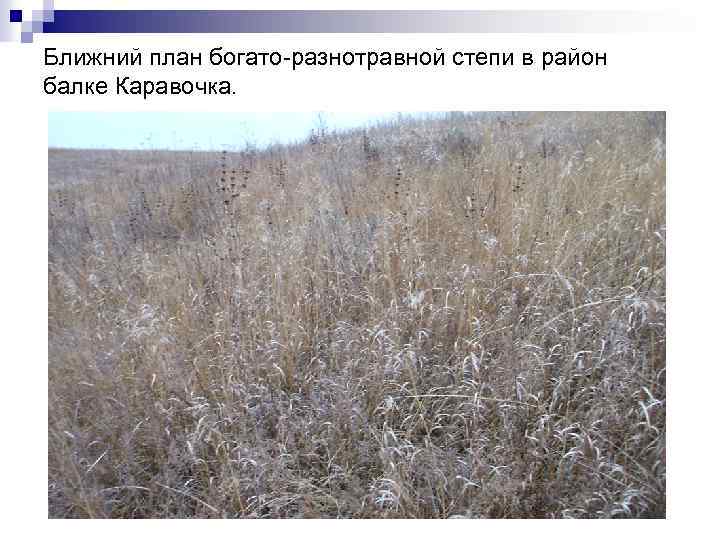 Ближний план богато-разнотравной степи в район балке Каравочка. 
