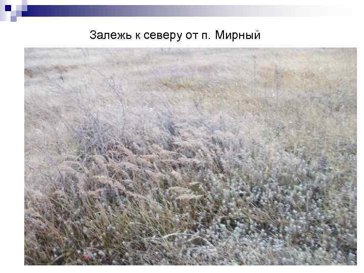 Залежь к северу от п. Мирный 