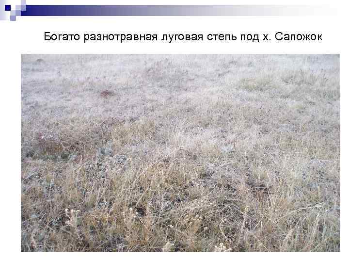 Богато разнотравная луговая степь под х. Сапожок 