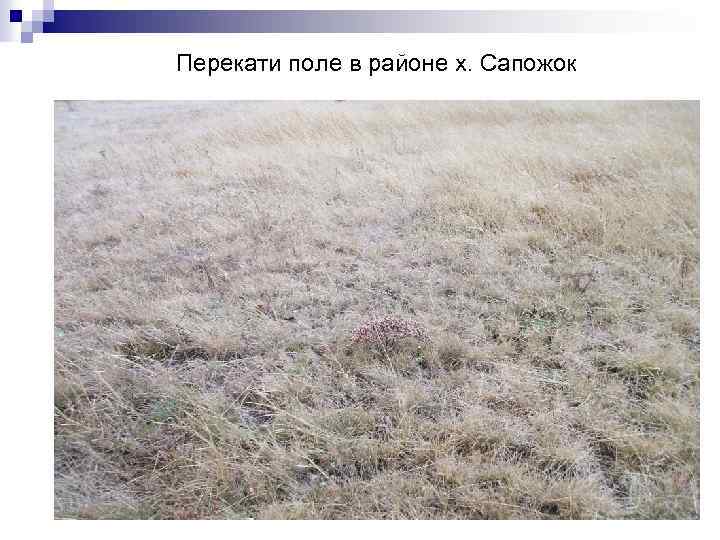 Перекати поле в районе х. Сапожок 