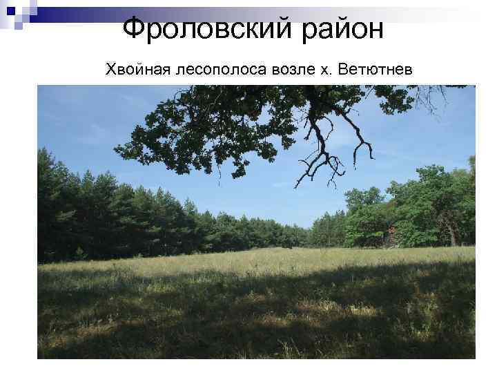 Фроловский район Хвойная лесополоса возле х. Ветютнев 