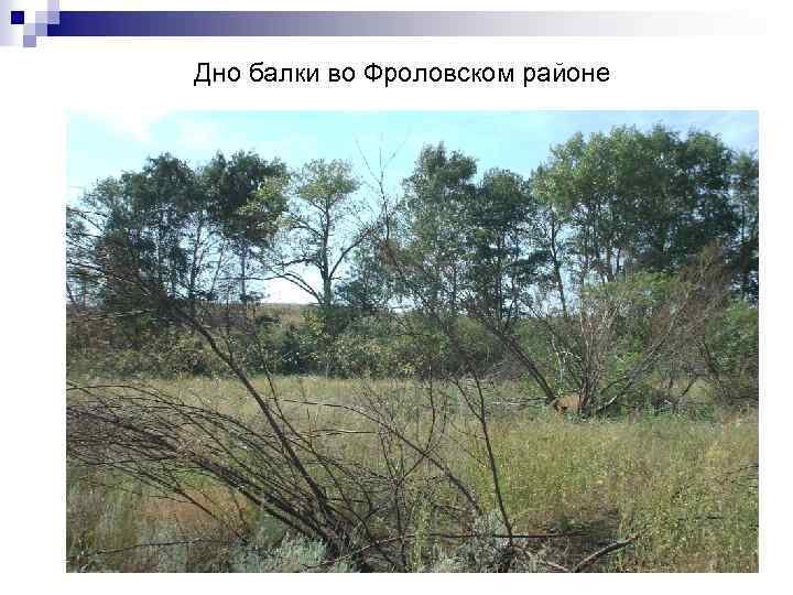 Дно балки во Фроловском районе 