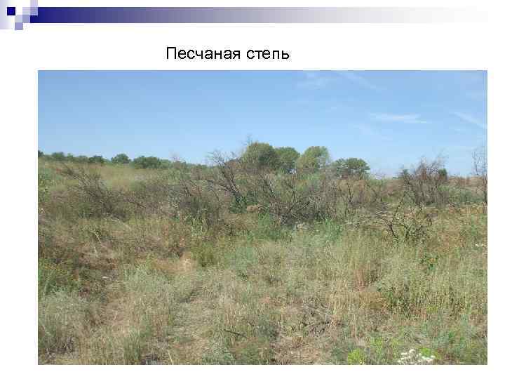 Песчаная степь 