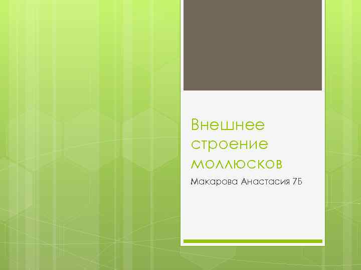 Внешнее строение моллюсков Макарова Анастасия 7 Б 