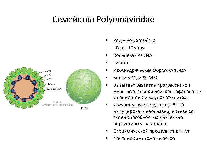 Семейство Polyomaviridae • Род – Polyomavirus Вид - JC virus • Кольцевая ds. DNA