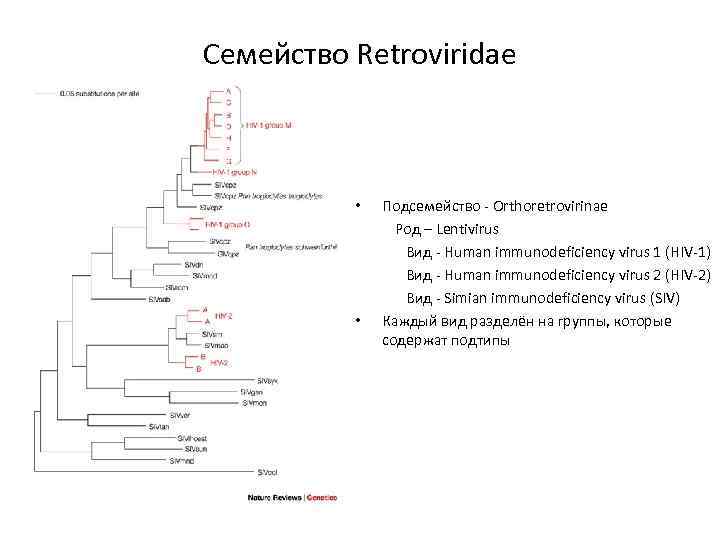 Семейство Retroviridae • Подсемейство - Orthoretrovirinae Род – Lentivirus Вид - Human immunodeficiency virus