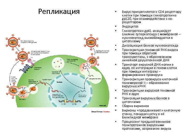 Репликация • • • Вирус прикрепляется к CD 4 рецептору клетки при помощи гликопротеина