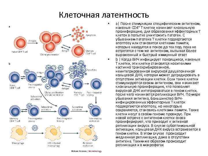 Клеточная латентность • • а| После стимуляции специфическим антигеном, наивные CD 4+ T клетки