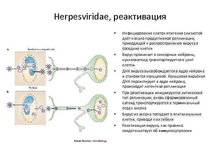 Herpesviridae, реактивация • • • Инфицирование клеток эпителия слизистой даёт начало продуктивной репликации, приводящей