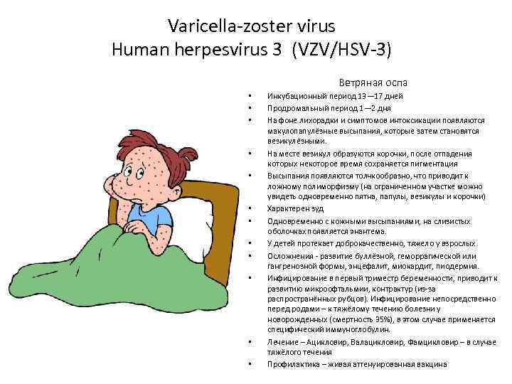 Varicella-zoster virus Human herpesvirus 3 (VZV/HSV-3) Ветряная оспа • • • Инкубационный период 13—