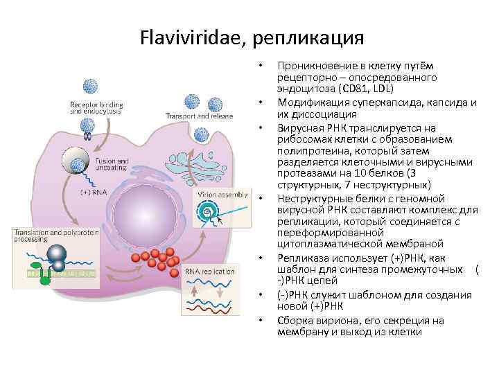 Флавивирусы (Flaviviridae). Флавивирусы репликация. Флавивирусы микробиология строение. Флавивирус репродукция.