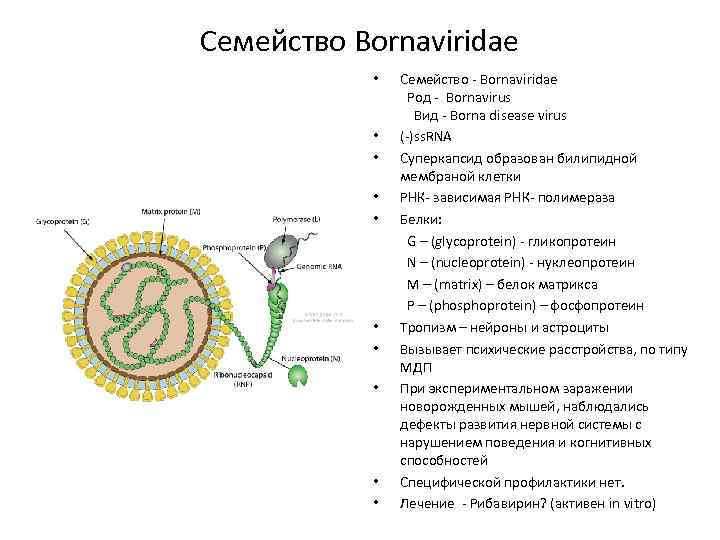 Семейство Bornaviridae Семейство - Bornaviridae Род - Bornavirus Вид - Borna disease virus •