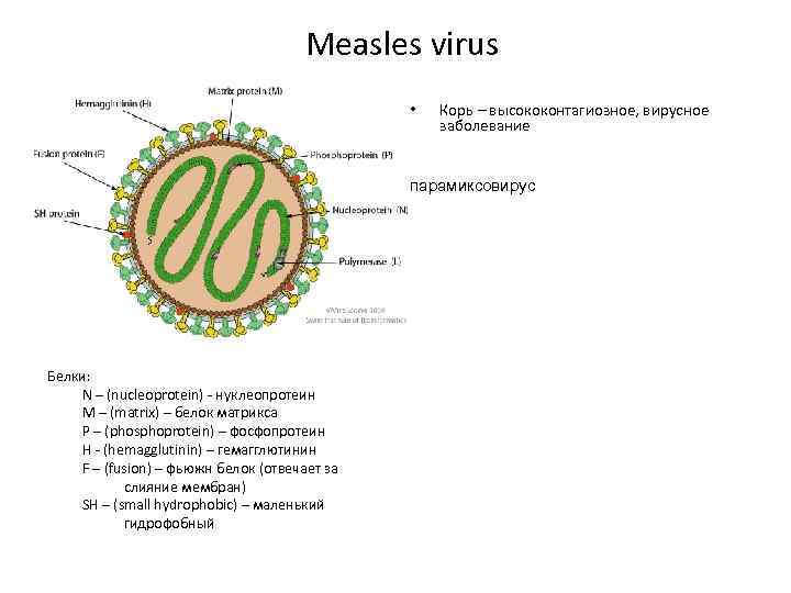 Measles virus • Корь – высококонтагиозное, вирусное заболевание парамиксовирус Белки: N – (nucleoprotein) -