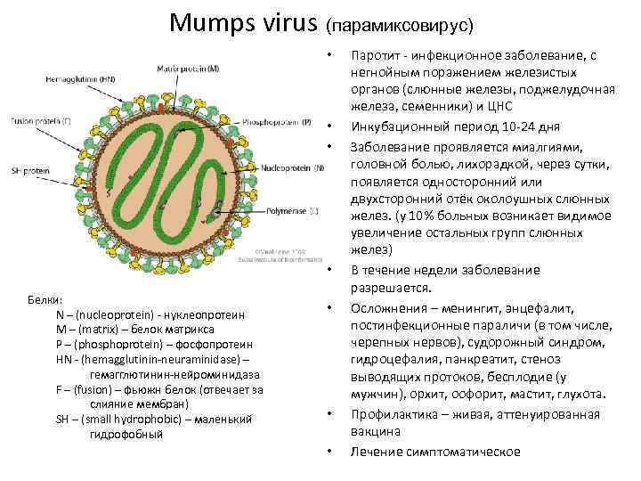 Mumps virus (парамиксовирус) • • Белки: N – (nucleoprotein) - нуклеопротеин M – (matrix)