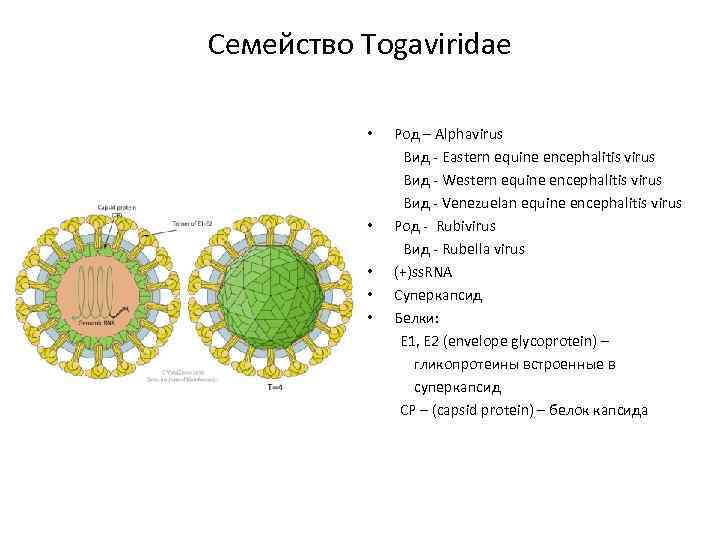 Семейство Togaviridae • Род – Alphavirus Вид - Eastern equine encephalitis virus Вид -