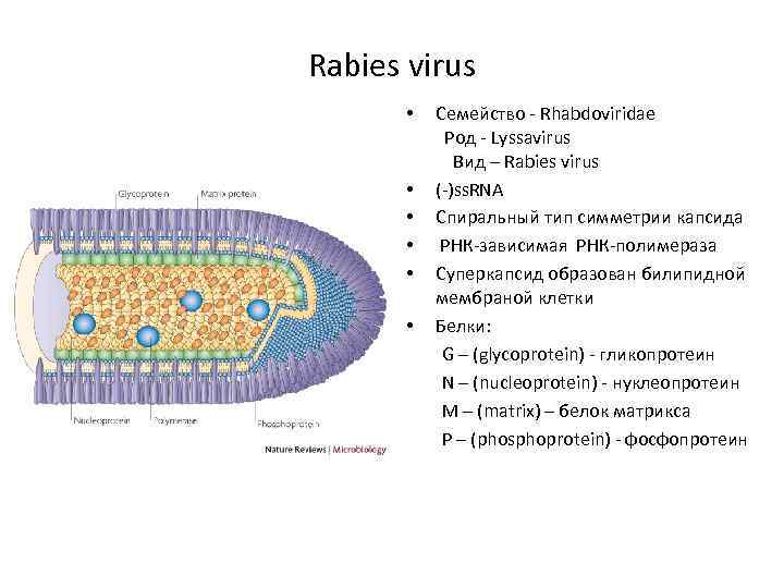 Rabies virus Семейство - Rhabdoviridae Род - Lyssavirus Вид – Rabies virus • (-)ss.