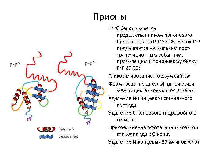 Прионы Pr. PС белок является предшественником прионового белка и назван Pr. P 33 -35.