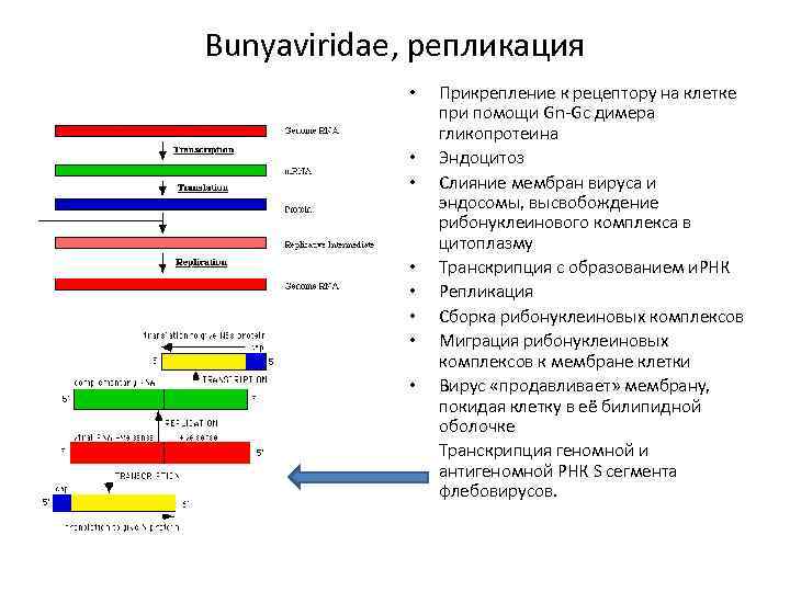 Bunyaviridae, репликация Прикрепление к рецептору на клетке при помощи Gn-Gc димера гликопротеина • Эндоцитоз