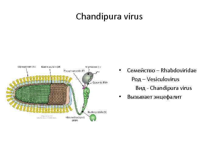 Chandipura virus • Семейство – Rhabdoviridae Род – Vesiculovirus Вид - Chandipura virus •