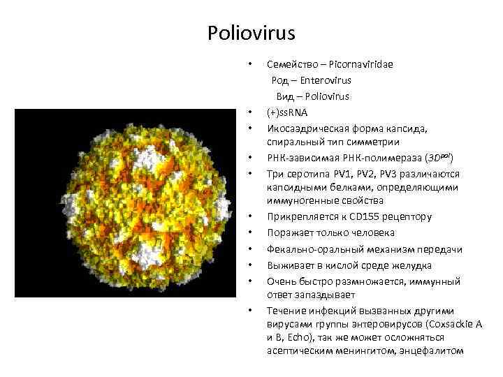 Poliovirus • Семейство – Picornaviridae Род – Enterovirus Вид – Poliovirus • (+)ss. RNA